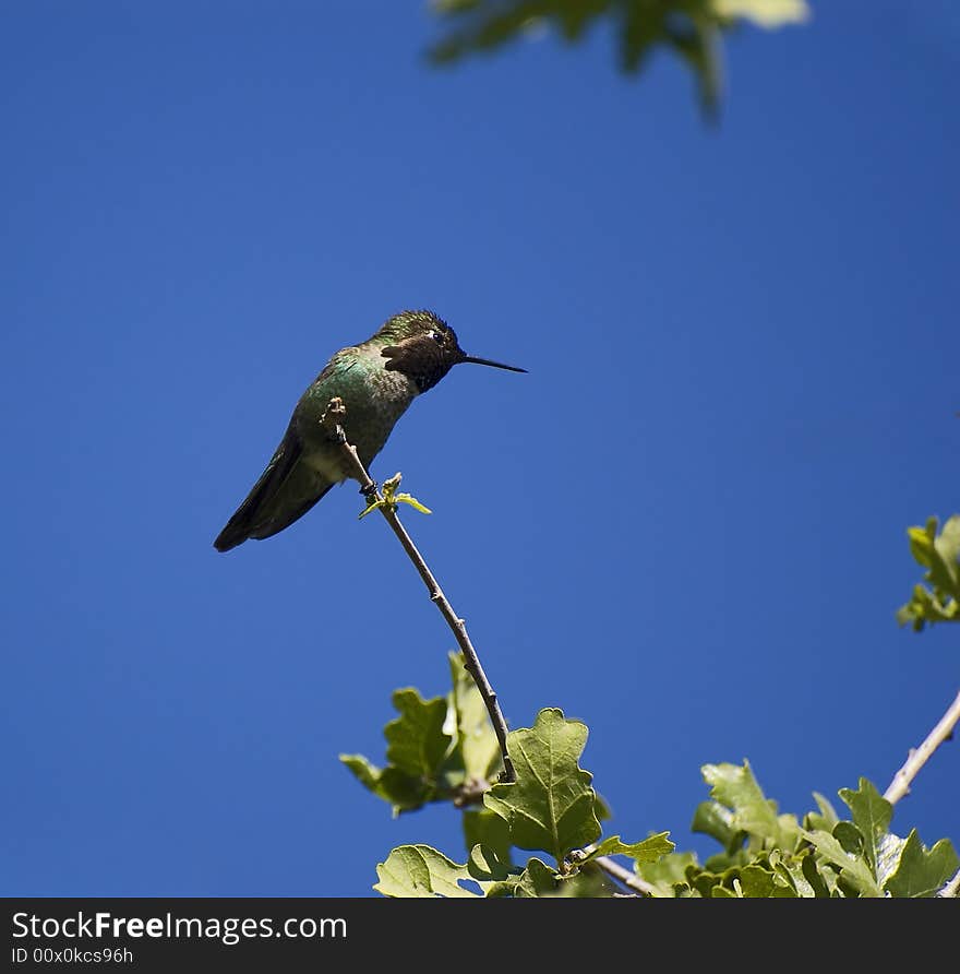 Hummingbird perched on a branch blue sky background. Hummingbird perched on a branch blue sky background