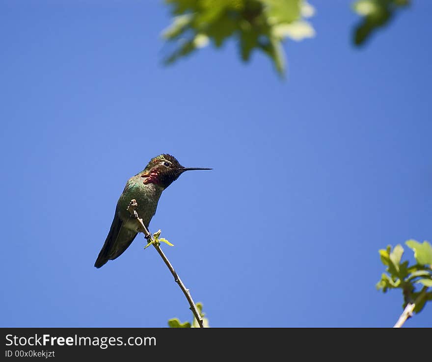 Hummingbird perched on a branch blue sky background. Hummingbird perched on a branch blue sky background