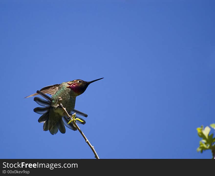 Hummingbird perched on a branch blue sky background. Hummingbird perched on a branch blue sky background