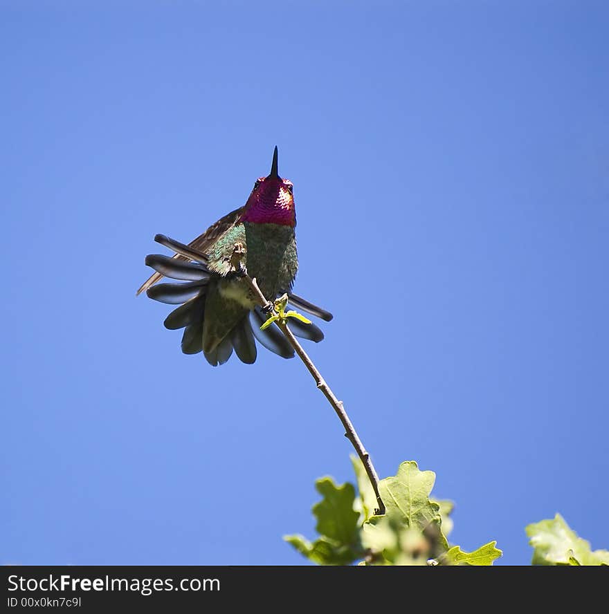 Hummingbird perched on a branch blue sky background. Hummingbird perched on a branch blue sky background