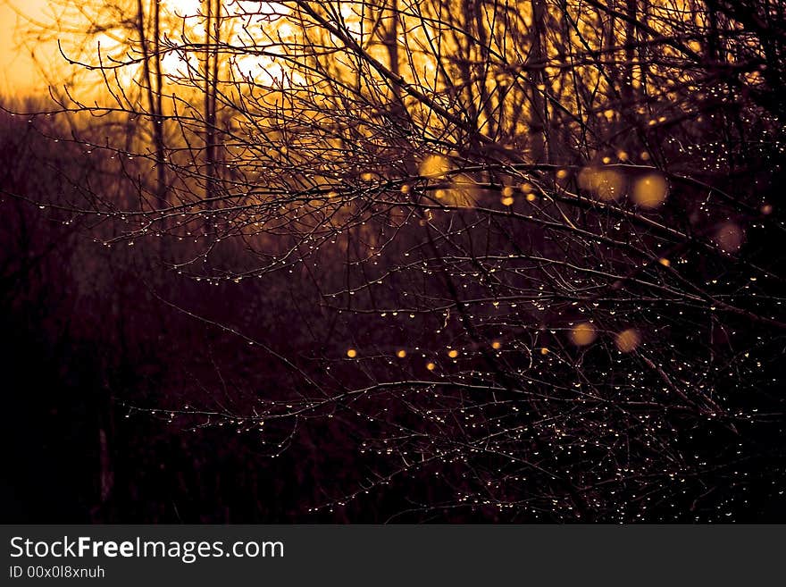 Dew on dark branches