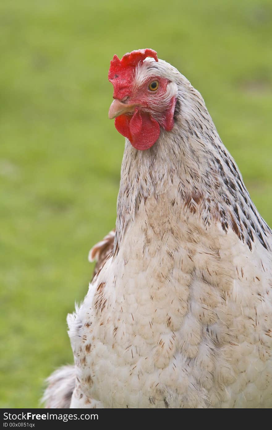 Close-up image of a rooster against a green blurred background.Shot with Canon 70-200mm f/2.8L IS USM. Close-up image of a rooster against a green blurred background.Shot with Canon 70-200mm f/2.8L IS USM