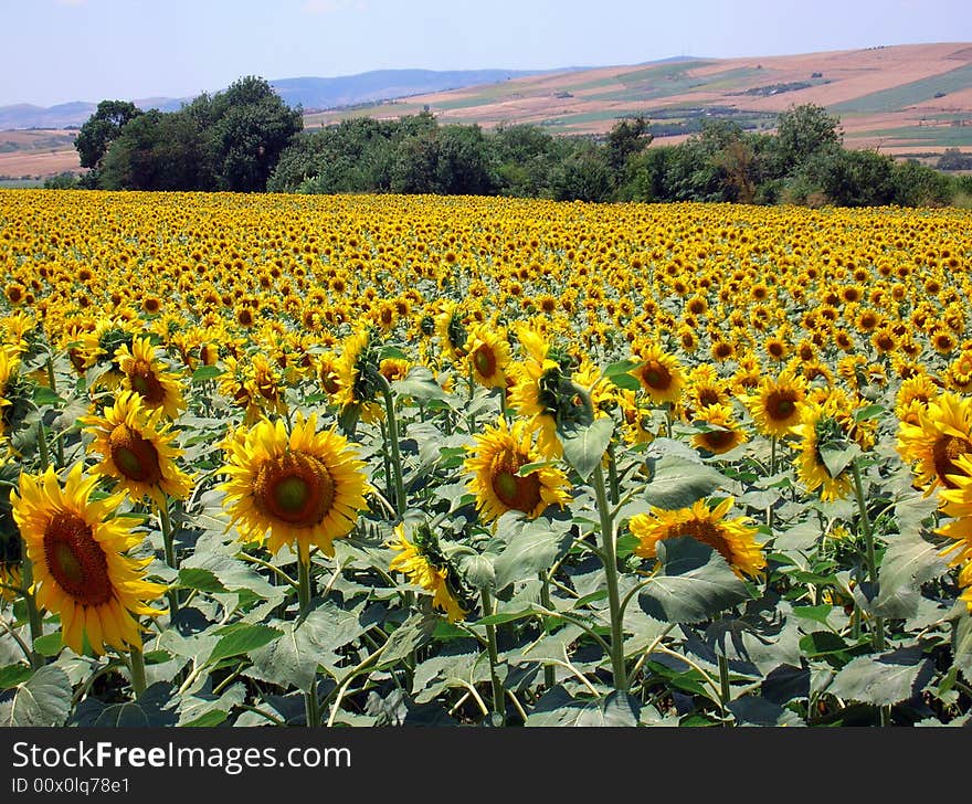 Sunflower