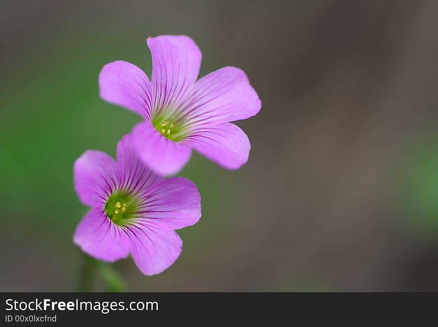 Magenta flowers of oxalis in woods