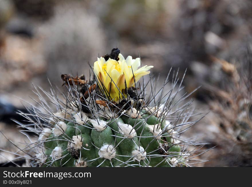 Copiapoa cactus with yellow flowers and wonderful spines