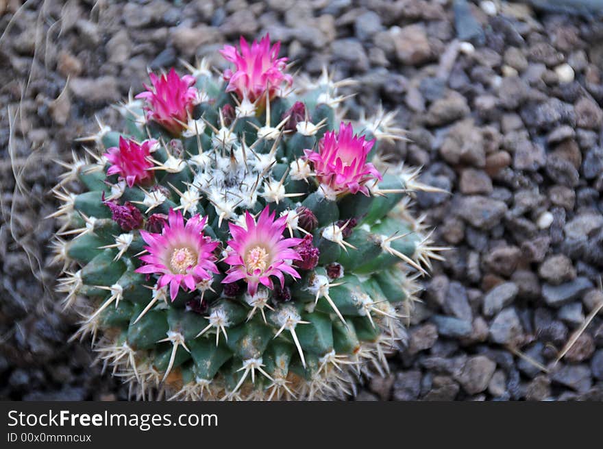 Mammilaria cactus with flowers