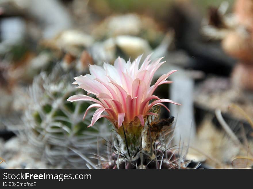 Closeup of a neochilenia cactus flower. Closeup of a neochilenia cactus flower