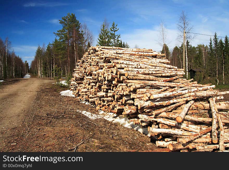 Cut logs at the edge of the forest