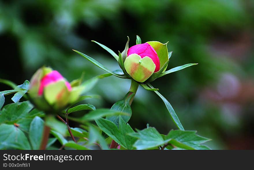 New born peony in 2008 spring, that shows the life of peony stronger and luxury before its burst. New born peony in 2008 spring, that shows the life of peony stronger and luxury before its burst