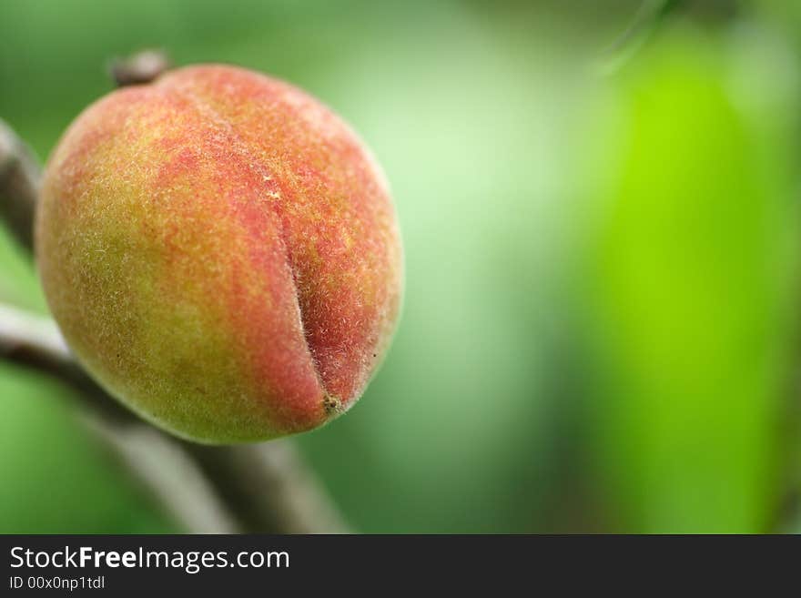 Growing peach on tree,close up