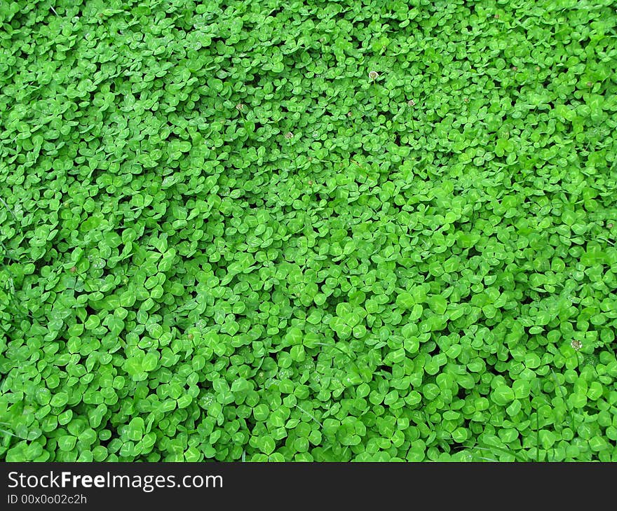 Green grass with bead