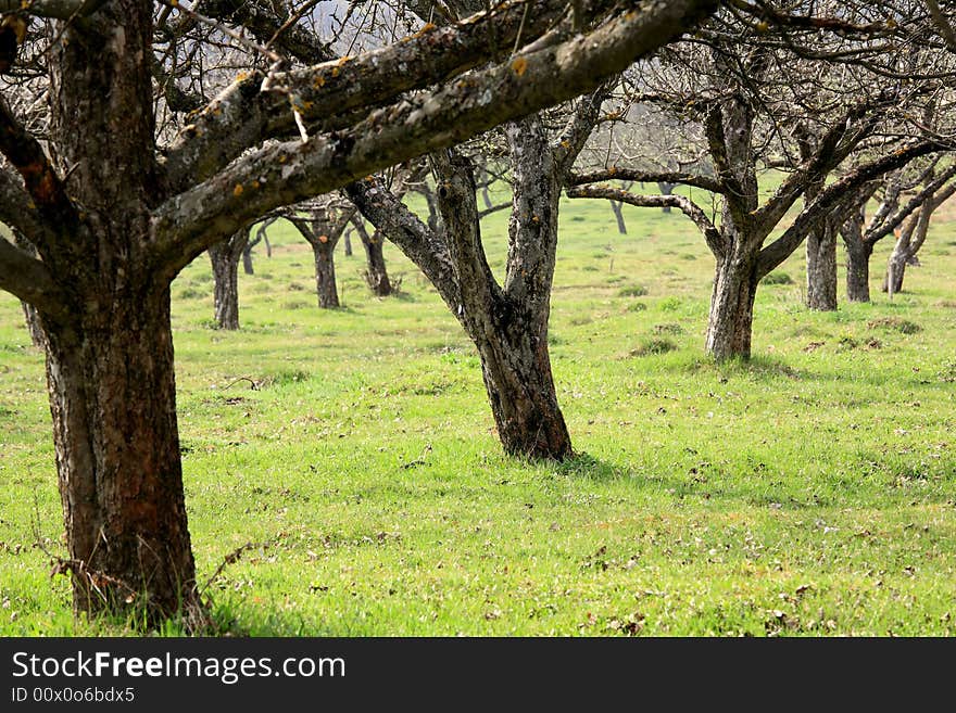 Trees on early spring time