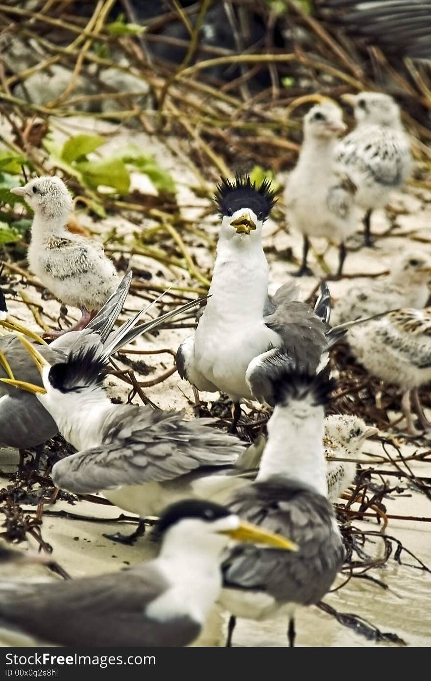 Common Terns living along the coast drink salt water. They do not seek fresh water even when it is available nearby. Like many seabirds, they have nasal glands that excrete the excess salt.