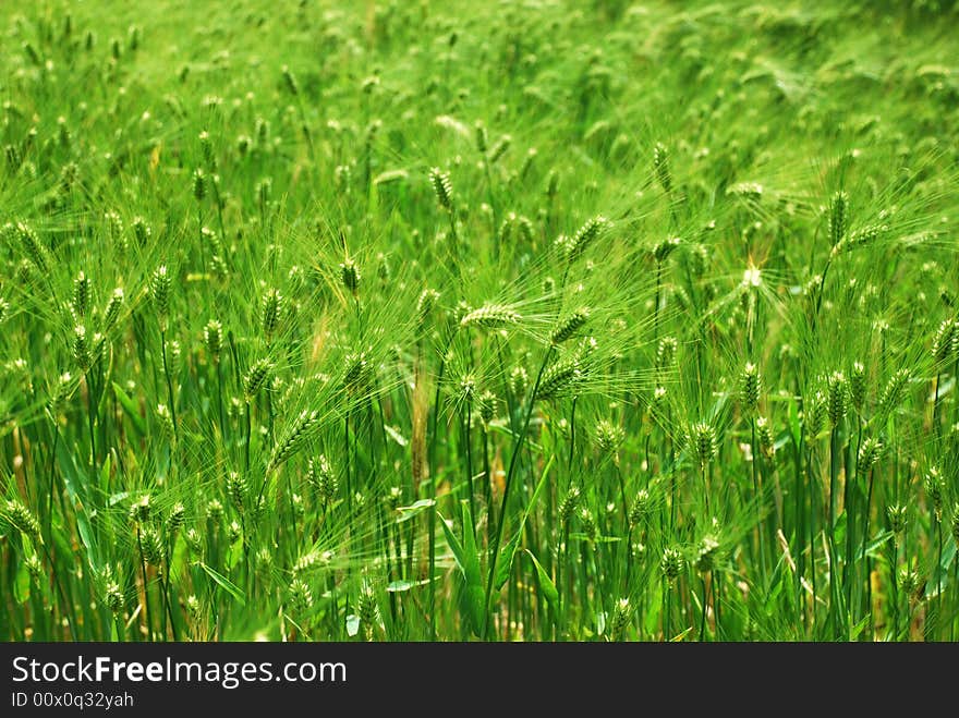 Green Wheat Field