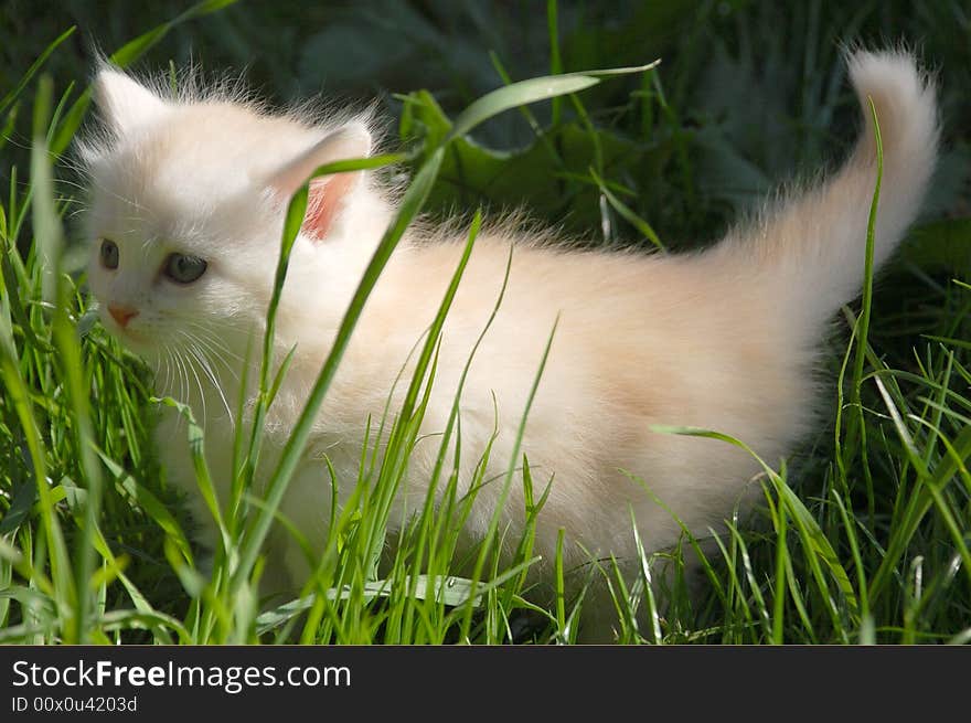 One month old kitten having thier first walk in grass. One month old kitten having thier first walk in grass