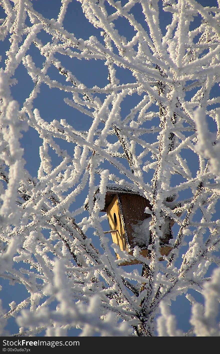 Snowy tree top and bird box. Snowy tree top and bird box