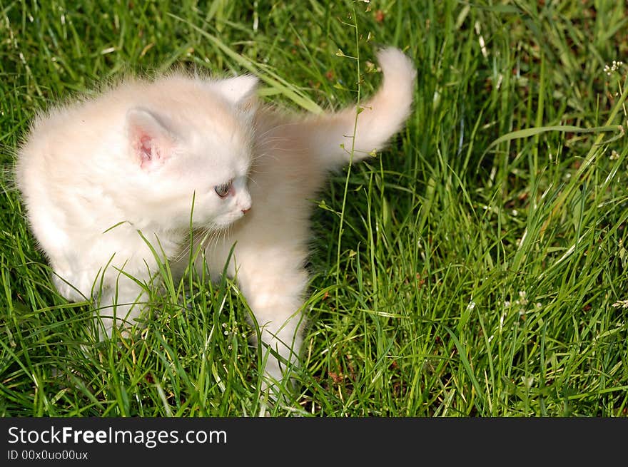 One month old  kitten having thier first walk in grass. One month old  kitten having thier first walk in grass