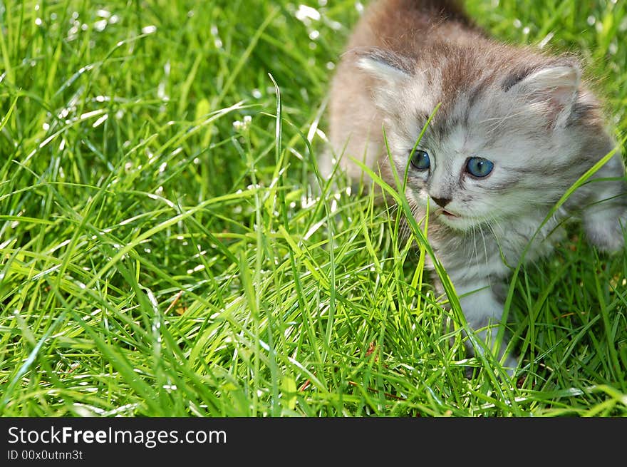 One month old  kitten having thier first walk in grass. One month old  kitten having thier first walk in grass