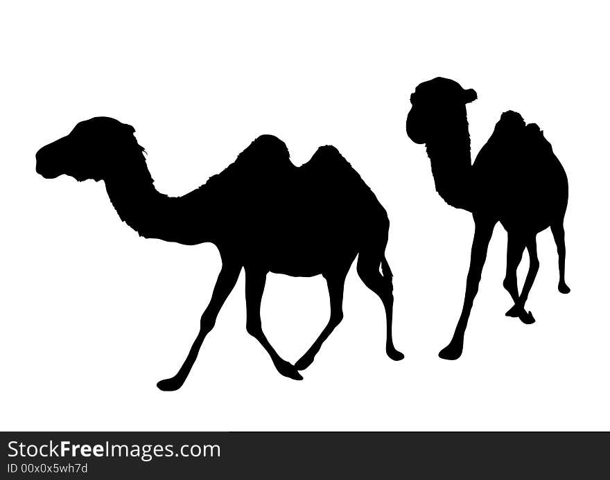 Illustration of two camels walking on white background
