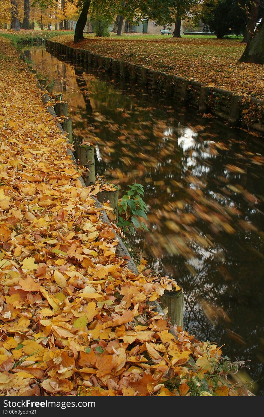 A brook with floating foliage in the autumn park