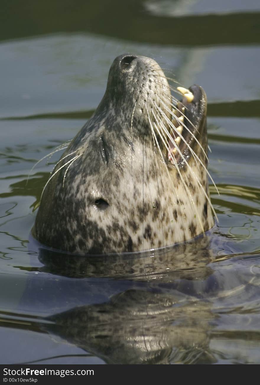 Common seal