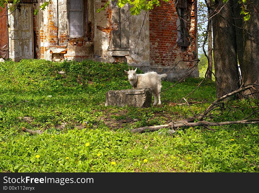 Goat at the Churchs Ruins