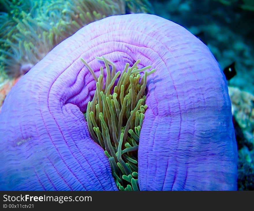 Blue Anemone in Indian ocean