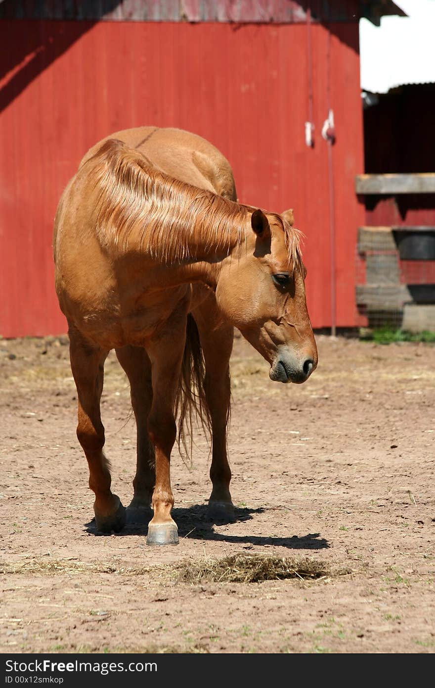 A Chestnut horse near a red barn