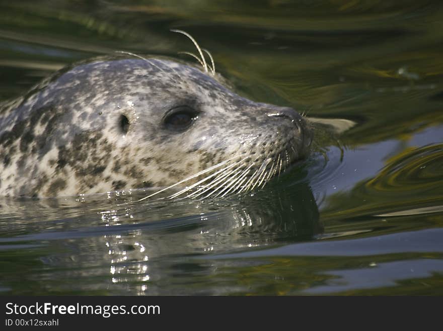 Common Seal