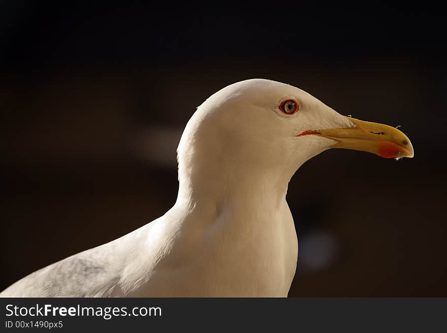 Beauty gull portrait