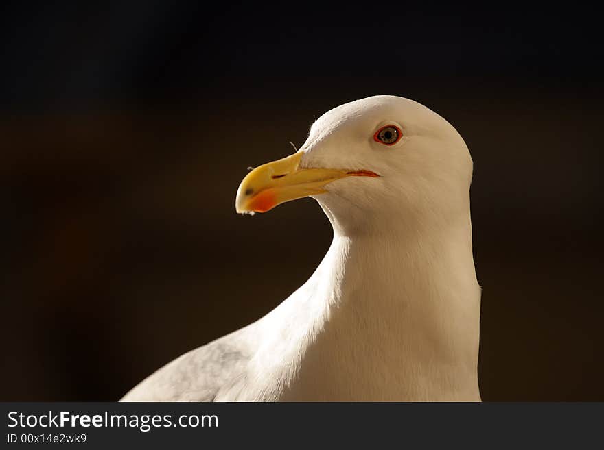 White beauty gull portrait on dark background