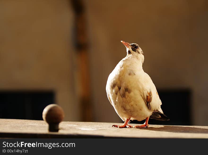 Portrait of light beauty majestic pigeon on dark background. Portrait of light beauty majestic pigeon on dark background