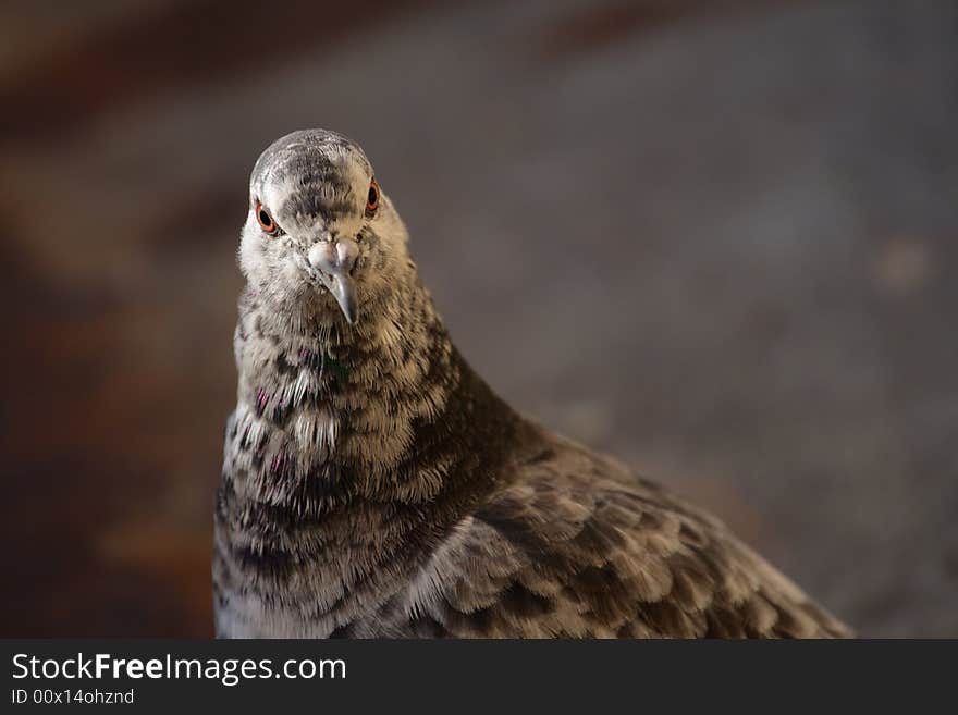 Portrait of beauty majestic pigeon on dark background. Portrait of beauty majestic pigeon on dark background