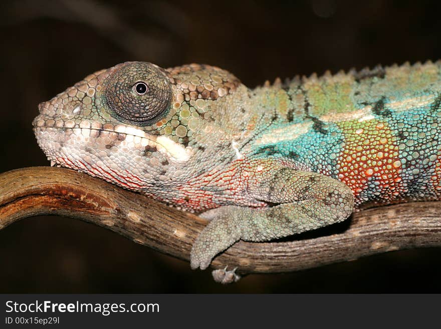 Male young panther chameleon fucifer pardalis on a branch