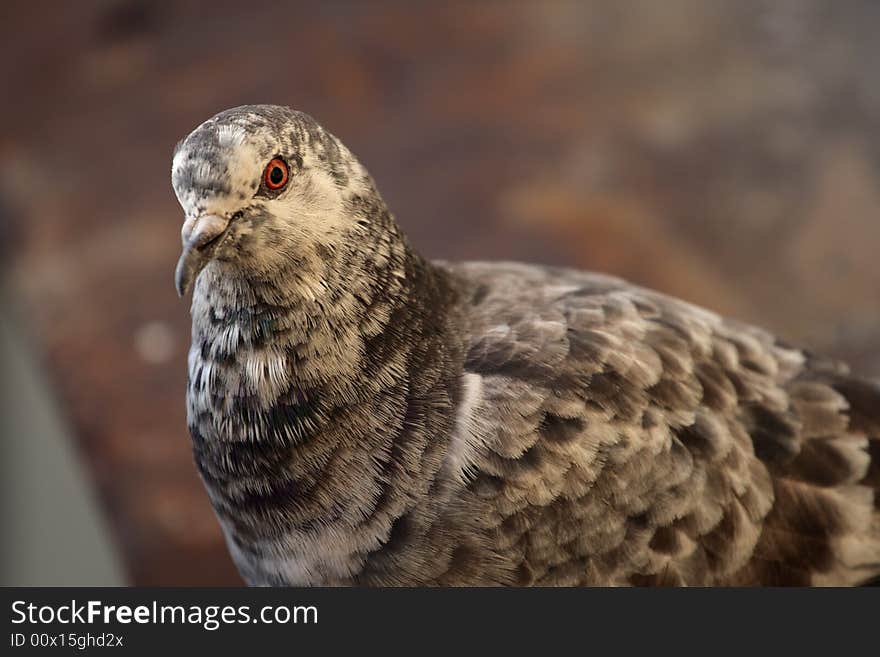 Portrait of light beauty majestic pigeon on dark background