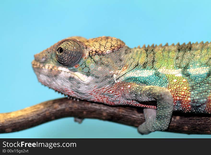 Male young panther chameleon fucifer pardalis on a branch