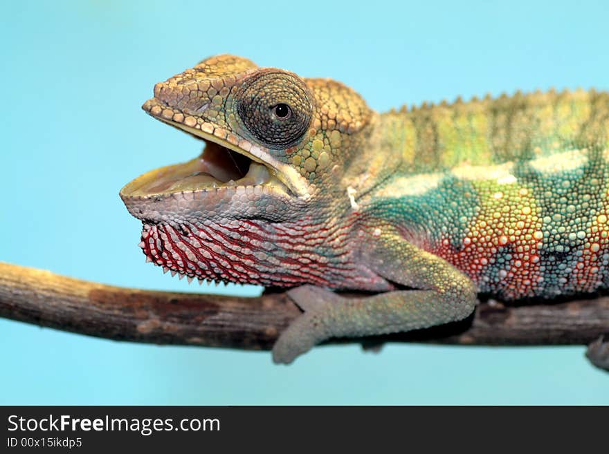 Male young panther chameleon fucifer pardalis on a branch