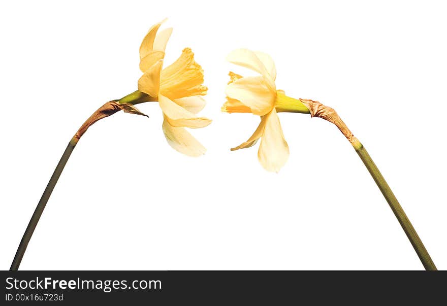 2 Yellow flowers on white background.