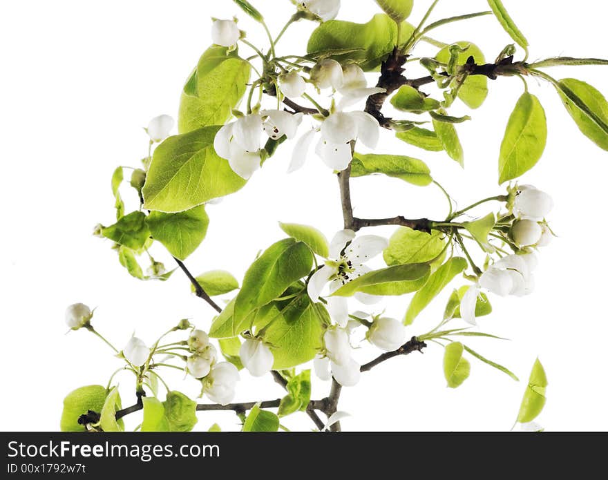 Flower blossom. White flowers on white background. Flower blossom. White flowers on white background.