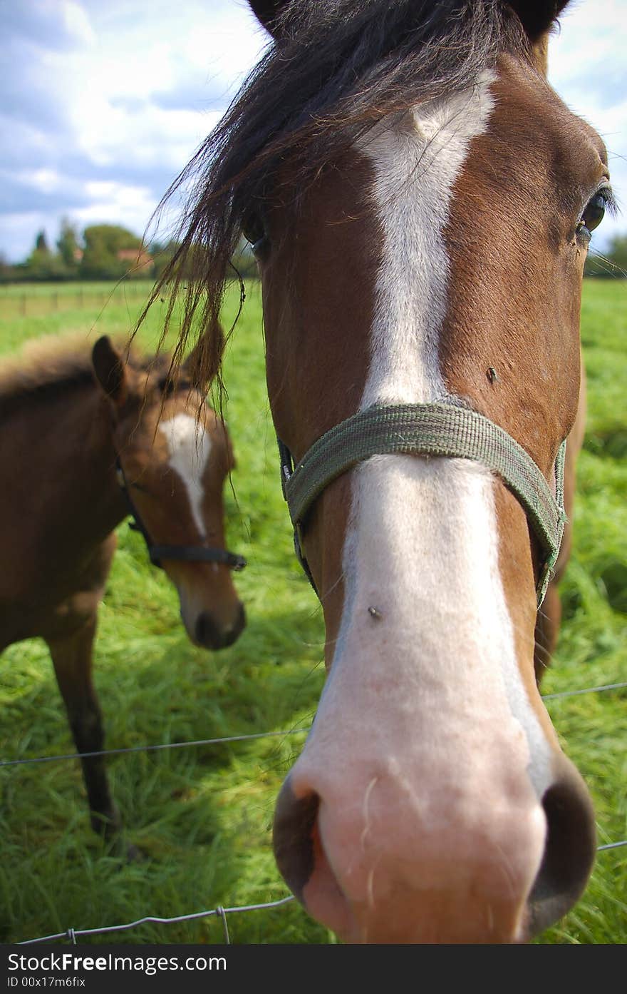 2 nice horses in farm in holland