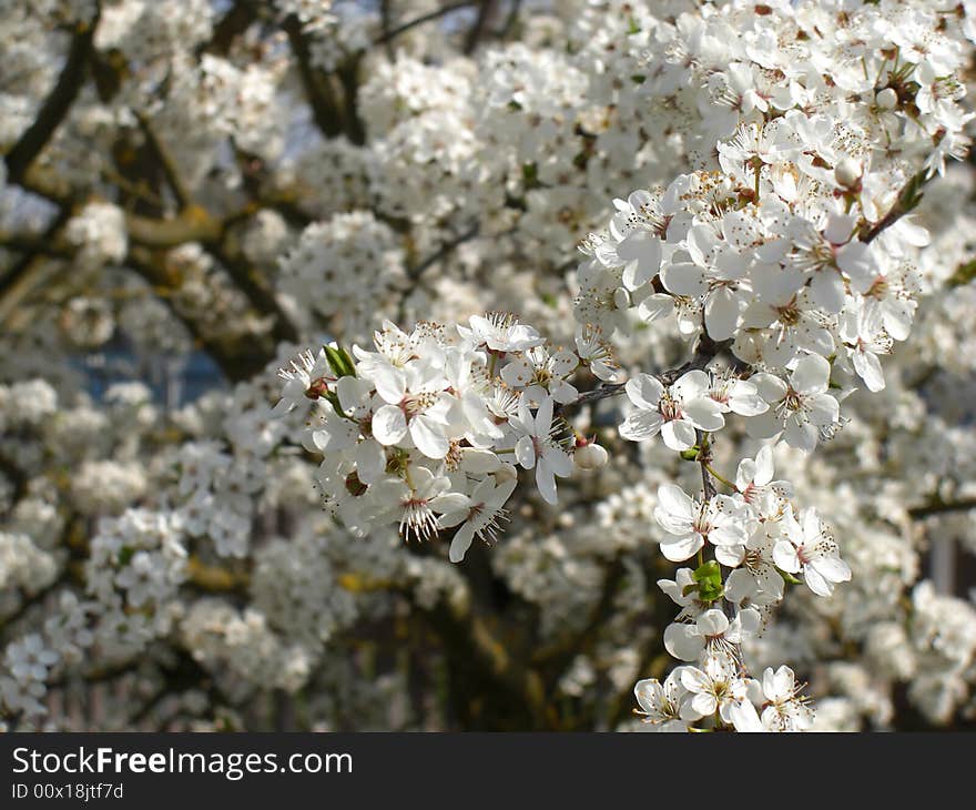 Cherry plum tree blossoms