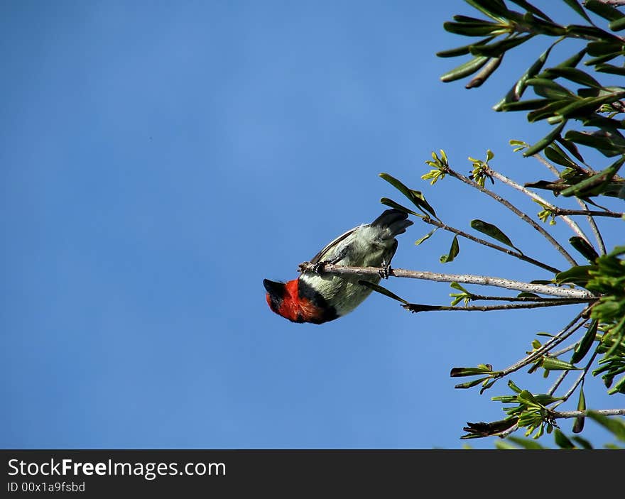 Black-collared barbet