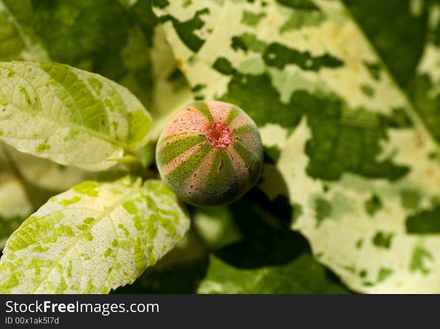 Weird little thing, a cross between plant and flower - the budding flower of a clown fig tree.