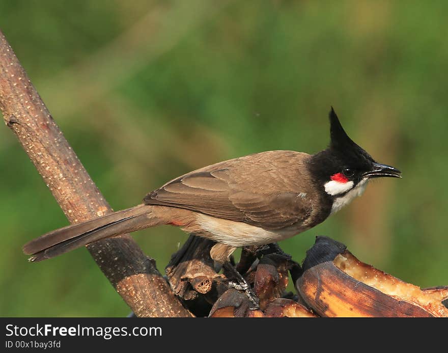 Bird perched on bananas. 60-36 jpg