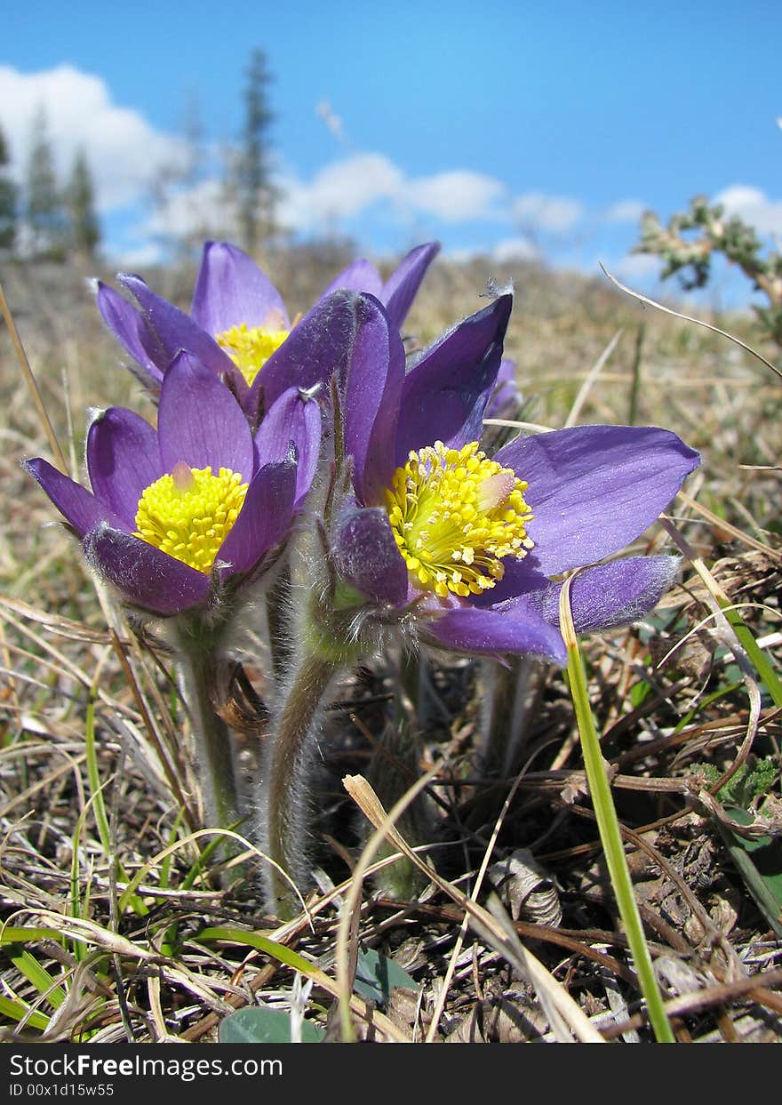 Lilac wildflower