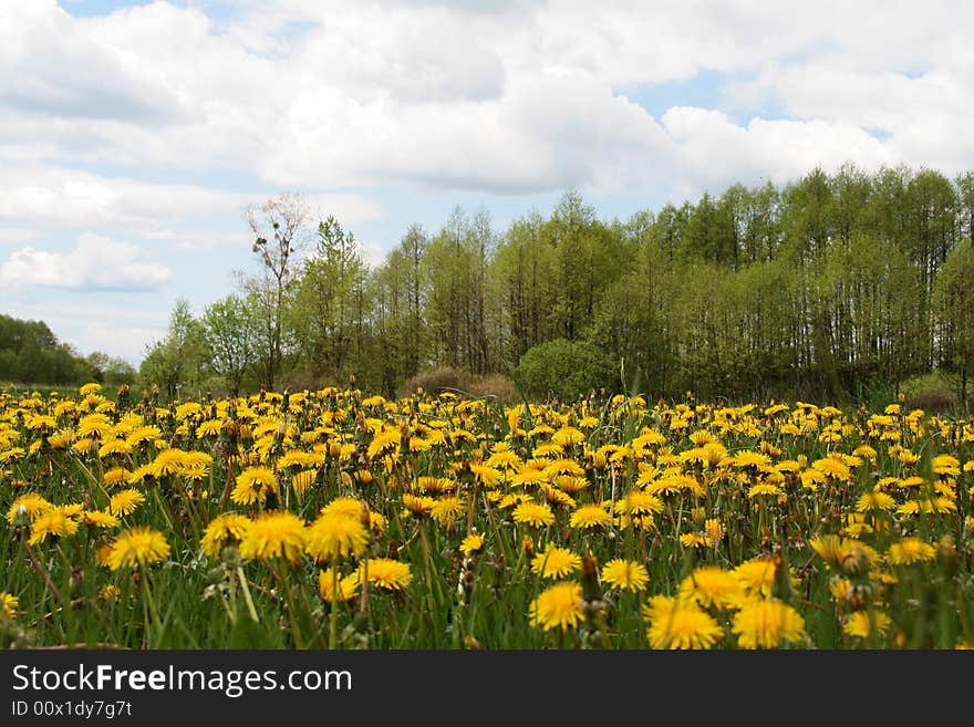 Yellow flower and green, spring