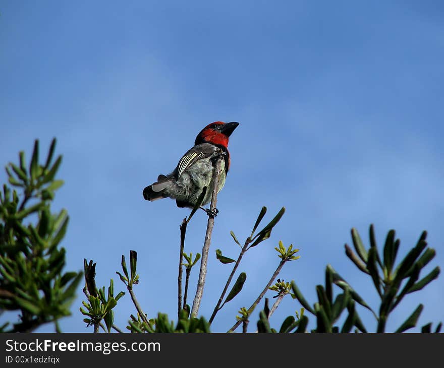 Black-collared barbet perched on branch