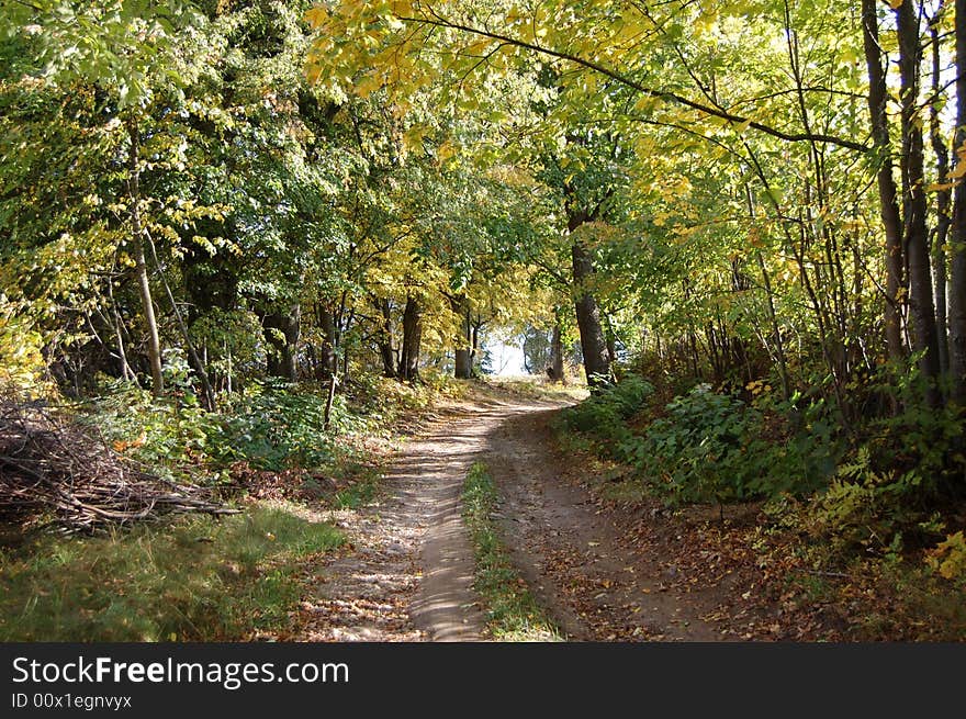 Road from the hill between the trees. Road from the hill between the trees