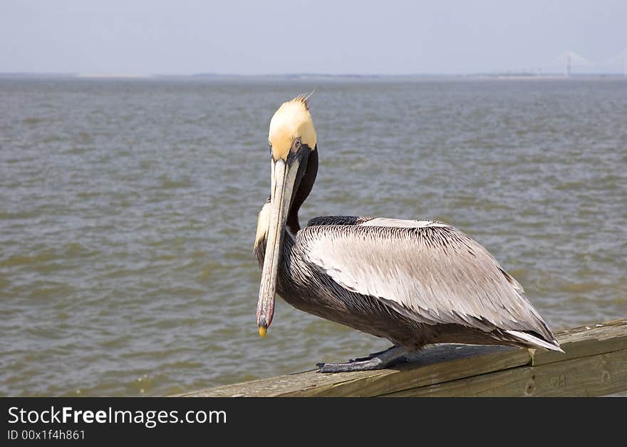 Pelican on Pier