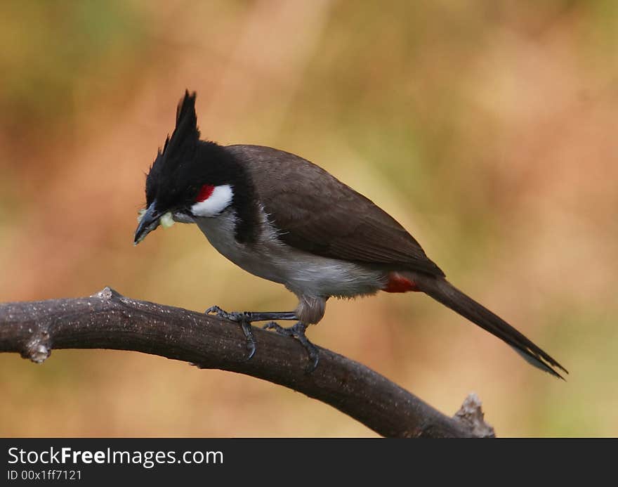 Bird on tree branch. 62-6 jpg